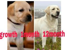 Labrador Growth 1month To 12month Youtube