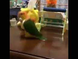 Funny Bird Wochenende Wochenende Bier Bier Youtube In 2020 Funny Birds Videos