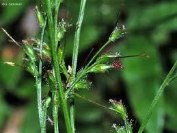 Image result for Oplismenus hirtellus