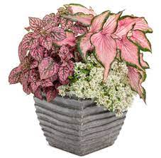 Diamond frost has delicate white flowers that will remind you of baby's breath (gypsophila paniculata). Diamond Collection In Upright Containers National Plant Of The Year