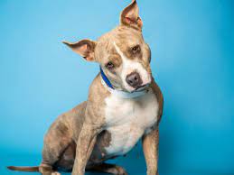 His adoption fee includes his neuter surgery, current. Adopt A Pet Gucci And More Pets Up For Adoption In Phoenix Area Shelters This Week