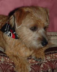 Glendale S Oliver Twist Norfolk Terrier Norfolk Terrier Norwich Terrier Cairn Terrier Mix