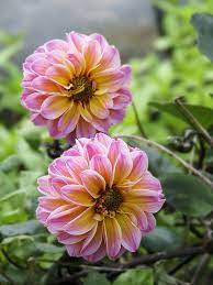 Pin On 3 Flowers Happy 3