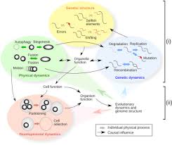 Check spelling or type a new query. Tension And Resolution Dynamic Evolving Populations Of Organelle Genomes Within Plant Cells Sciencedirect