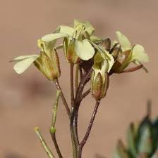 Image result for Diplotaxis