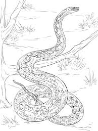 See more ideas about burmese python, pet snake, cute reptiles. Burmese Python Coloring Page Coloring Page