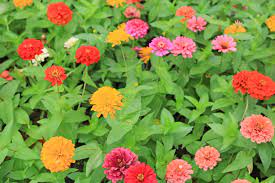 Check spelling or type a new query. Popular Zinnia Cultivars Learn About Different Types Of Zinnia Flowers