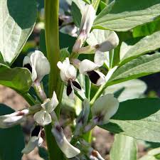 Image result for Vicia faba