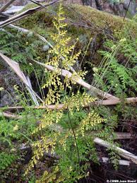 Image result for Pityrogramma argentea