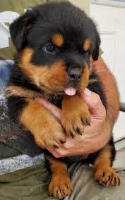 Find rottweiler puppies for sale and dogs for adoption. Rottweiler Puppies For Sale Von Evman Rottweilers