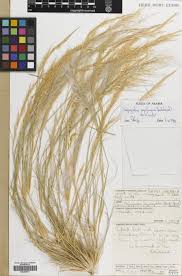 Image result for Stipagrostis uniplumis