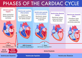 Daniel Bernal 06 Cardiac Cycle Bernalstudio Nursing School Survival Cardiac Cycle Medical Student Study