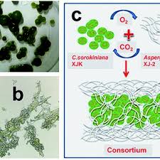 Image result for Asparagus aspergillus