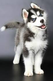 5d Diy Diamond Painting Happy Husky Dog Mosaic Cross Stitch Full Square Drill 3d Diamond Painting Ki Cute Animals Dog Breeds Cute Dogs