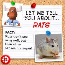 Despite our best efforts at eradicating them, rats keep outsmarting us. 5 Fun Facts About Rats Explore Awesome Activities Fun Facts Cbc Kids