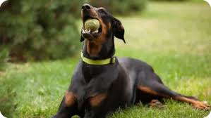 Doberman pinschers are also one of the dog breeds at a higher risk for developing bloat and a doberman mix will likely have the same risk. Top 6 Best Doberman Pinscher Breeders In Minnesota Mn State 2021 Wowpooch