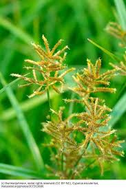 Image result for Cyperus esculentus