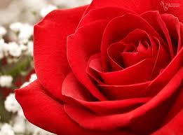 Kết quả hình ảnh cho hình ảnh hoa hồng