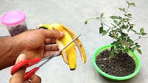 Easy And Free Fertilizer For Any Plants Banana Peel Fertilizer Youtube Fertilizer For Plants Homemade Plant Fertilizer Diy Fertilizer