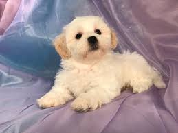 Including the yorkie, chihuahua, morkie, maltese, poodle, french bulldog, dachshund, cockapoo, maltipoo, pomeranian, shih tzu, schnauzer, cavalier king charles spaniel, corgi, cocker. All White Male Teddy Bear Iowa Breeders Minnesota And Illinois