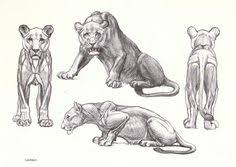 Mama lioness looked at me deeply and said affection was a good thing and don't let others embarrass me for being naturally affectionate. 41 Animal Anatomy Ideas Anatomy Animal Anatomy Animal Drawings