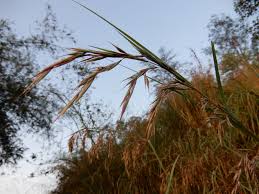 Image result for Eriochrysis