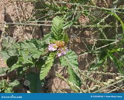 Image result for Melochia corchorifolia