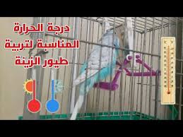 درجة الحرارة المناسبة لتربية طيور الزينة في الشتاء و الصيف Youtube