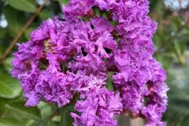 Image result for Lythraceae