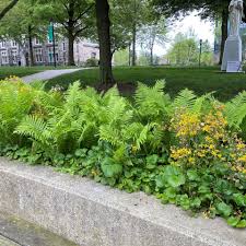 Image result for Senecio nyungwensis