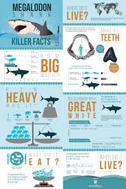 24x36 Megalodon Infographic Poster Matte For Sale Fossilera Com Building A Fishing Communyiy For All Things Animal Infographic Infographic Poster Megalodon