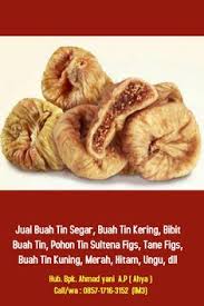 Pohon tin, buah tin, ara, buah surga, figs, ficus carica l. 10 Ide Kami Adalah Pusat Buah Tin Segar Kering Terlaris Di Sumatera Barat 0857 1716 3152 Im3 Terbaik Buah Zaitun Pohon Buah