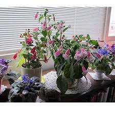 Image result for Kohleria