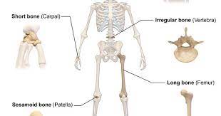 Interesting And Surprising Facts About The Human Skeleton Types Of Bones Basic Anatomy And Physiology Anatomy Bones