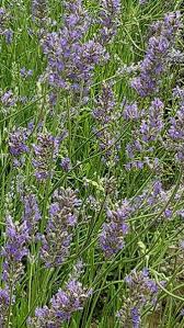 Shop with afterpay on eligible items. Lavender Plants English Lavender Angustifolia Buy Online Uk