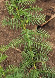 Image result for Xenostegia