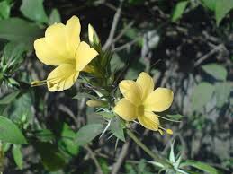Image result for Barleria holubii