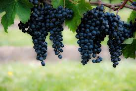 Wild grapevines belong to the genus vitis which is made up of close to 80 different vine growing species in the plant family vitaceae. You Had Me At Merlot A Grape Worth Celebrating Modern Mississauga Media