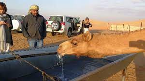 861 x 574 jpeg 96 кб. Camel Drinking Water In Abu Dhabi Desert 13 02 2019 Youtube