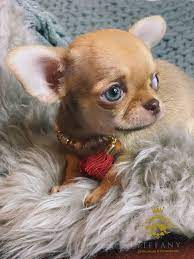 Teacup Chihuahua Puppy Chihuahua Puppies Teacup Chihuahua Puppies Teacup Chihuahua