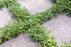 Image result for how do i get rid of dichondra in my lawn
