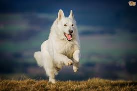 She is a german shepherd sable. Finding Out More About The White German Shepherd Or White Shepherd Dog Pets4homes