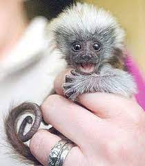 What Is A Finger Monkey Cute Baby Animals Pygmy Marmoset Cute Animals