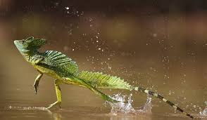 What Animals Live In The Amazon Rainforest With Images Basilisk Lizard Rainforest Animals Weird Animals