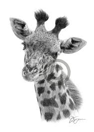 Vector illustration of africa as a animal skin. Pencil Simple Pencil Giraffe Drawing Novocom Top