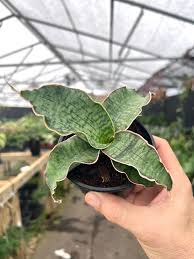 Image result for Sansevieria