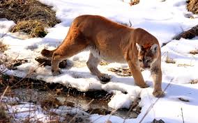 Native to the americas, its range spans from the canadian yukon to the southern andes in south america and is the most widespread. North American Cougar Wikipedia