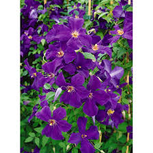 Maybe you would like to learn more about one of these? Clematis Viticella Polish Spirit Pflanzen Fur Dich De 5 95