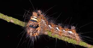 Spinosad Spray A Great Insecticide Find For Organic Gardeners