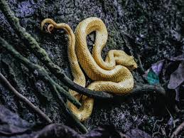 These snakes, like many other species, are variable in color and pattern; Meet Snake Island The Tiny Island Full Of Snakes Skratch